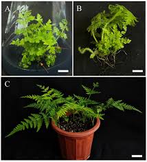 Image result for Hypolepis sparsisora