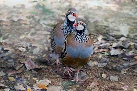 Image result for Alectoris rufa