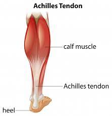 It is therefore incorrect to describe this as tendinitis. Free Vector Medical Infographic Of Achilles Tendon