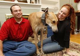 Place a free ad and find what you are looking for today! With Adoptions Lagging Retired Dogs Need Homes The Blade