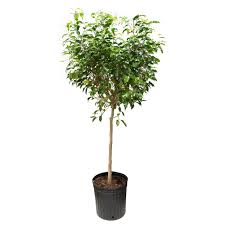 Image result for Ficus fischeri