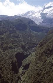 Image result for Faurea wentzeliana