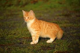 Filmy 4k i hd dostępne natychmiast na dowolne nle. 100 Tiger Striped Cat Names Ideas For Unique Exotic Cats Excited Cats