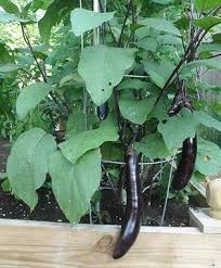 Page Not Found Bonnie Plants Spring Vegetable Garden Plants Planting Vegetables