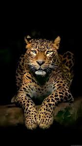 Leopard Wallpaper Leopar Telefon Duvar Kagidi Cediart Hayvan Fotografciligi Hayvanlar Buyuk Kediler