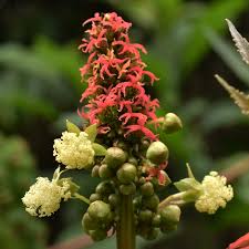 Image result for Ricinus communis