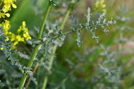 Image result for Erucastrum arabicum