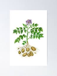 Image result for Solanum tuberosum