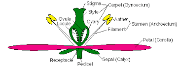 Some flowers (called perfect flowers) have both male and female reproductive organs; Comparing Reproduction Of A Gymnosperm And Angiosperm