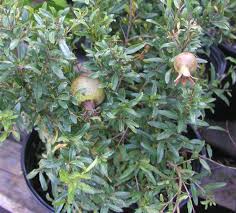 Jul 02, 2021 · florida's wet season and its hot weather pose challenges to growing pomegranates. Several Types Of Deciduous Fruit To Grow Well In Brevard County