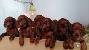 Image result for irský setr