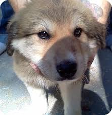 Though dna testing has become more readily available, it is still met with much skepticism on its accuracy. Sherburne Ny Great Pyrenees Meet Mason A Pet For Adoption