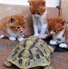 esin terzi adli kullanicinin cats panosundaki pin sevimli kediler kediler ve yavrulari hayvanlar