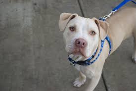 These will be ready to go home just in time for spring. Tito Rocket Dog Rescue