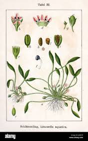 Image result for Limosella maior