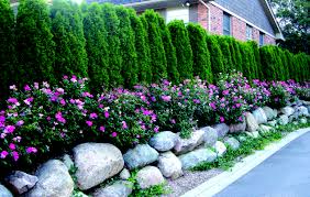 Buy privacy shrubs and hedges online. Top 10 Plants For Privacy Screening