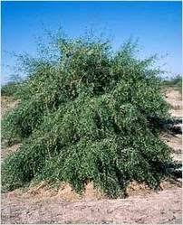 Image result for Salvadora persica