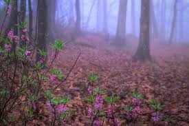 Nelle isole hawaii con i profumatissimi fiori si realizzano delle ghirlande da offrire agli ospiti in segno di benvenuto. File Nel Bosco Fiori Profumati Tra La Nebbia Flickr Xamad Jpg Wikimedia Commons