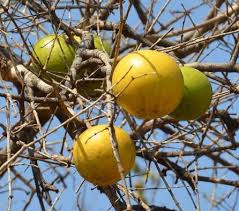 Image result for Schrebera trichoclada