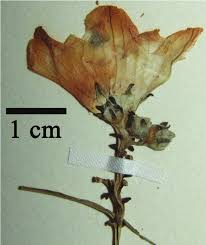 Image result for Coccinia subsessiliflora