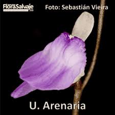 Image result for Utricularia arenaria