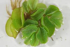 Image result for Salviniaceae