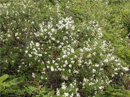 Image result for Lippia somalensis