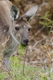 Australia Perth Yanchep National Park Western Gray Kangaroo Close Up Eating Photographic Print Cindy Miller Hopkins Art Com Western Grey Kangaroo National Parks Photographic Print