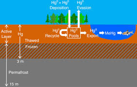 High levels of mercury in water are being found in the u.s. Potential Impacts Of Mercury Released From Thawing Permafrost Nature Communications