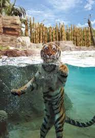 Zoo Insider Tip Tigers At Jungala Busch Gardens Tampa Cute Animals Animals Beautiful Beautiful Cats