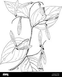 Image result for Ventilago