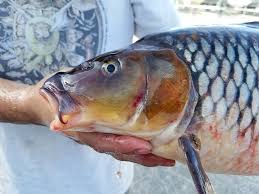 Whether you fish or simply enjoy the beauty and importance of the district's wild animals, wildlife matters. Species Profile Cyprinus Carpio