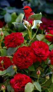 Beautiful Birds And Flowers Wallpaper Pin On Cardinals