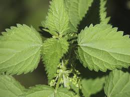 Image result for Urticaceae