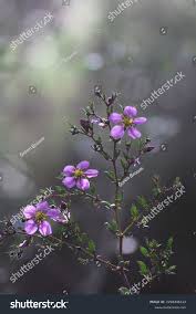 Image result for Fagonia