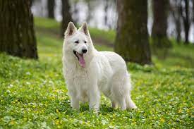 Long haired german shepherds have exactly the same built and facial features as a standard short haired you can even feed boiled rice that is both easy to chew and digest. Ultimate White German Shepherd Care Guide 6 Must Know Tips Perfect Dog Breeds