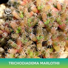 Image result for Dipcadi marlothii