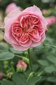 Mills's most popular book is the racial contract. 9x De Lekkerst Geurende Rozen Voor Elke Tuin Gardeners World