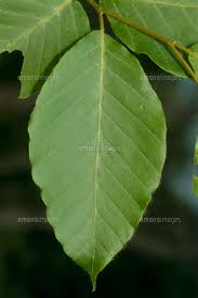 ブナの葉 32066000477 の写真素材 イラスト素材 アマナイメージズ