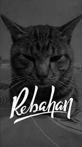 Rebahan Kucing Foto Kucing Lucu Kucing Kucing Lucu