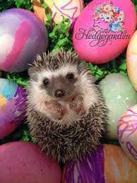 Hedgegarden Facebook Happy Hedgehog Pet Holiday Cute Hedgehog