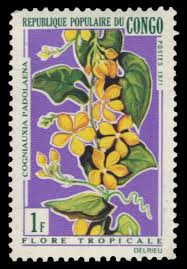 Image result for Cogniauxia