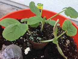 Dont forget the male blossoms are good to eat. 3 Zucchini In A 5 Gallon Bucket Newb Age Gardening