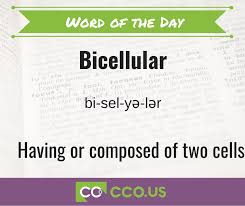 Cco Word Of The Day Bicellular Having Or Composed Of Two Cells Cco Medicalcoding Medicaltrminology Bicellular Word Of The Day Medical Coding Words