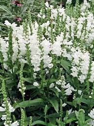 Maybe you would like to learn more about one of these? 23 White Perennial Ideas Planting Flowers White Gardens Plants