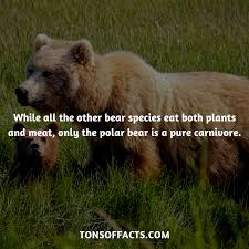While All The Other Bear Species Eat Both Plants And Meat Only The Polar Bear Is A Pure Carnivore Bear Fun Facts About Animals Bear Species Elephant Facts