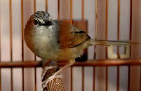 We did not find results for: 8000 Gambar Burung Cigun Hd Terbaik Infobaru