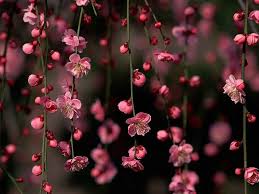 Japanese Plum Flowers On Tree Wallpaper Achtergronden Computer Achtergrond Wallpaper