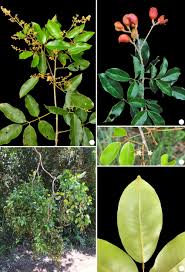 Image result for Connaraceae