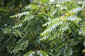 Image result for Phyllanthus acidus